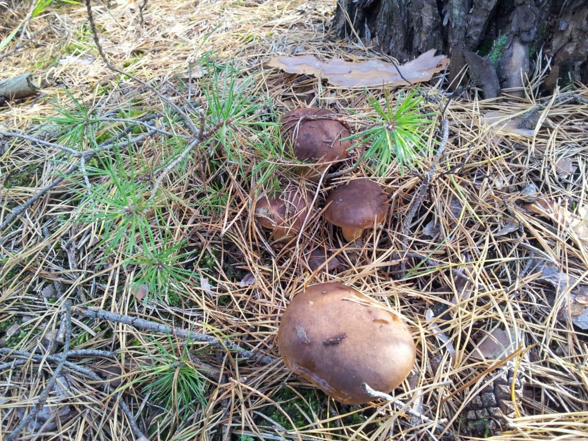 Stawy U Sikory - Dom Rybak - Agroturystyka I Lowisko Nowa Wies  Luaran gambar